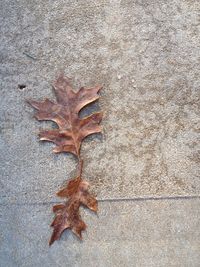 Close-up of leaves on ground