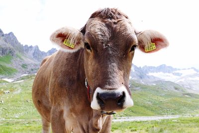 Portrait of cow