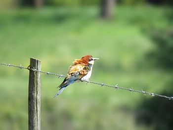 Bird perching on a barbed wire