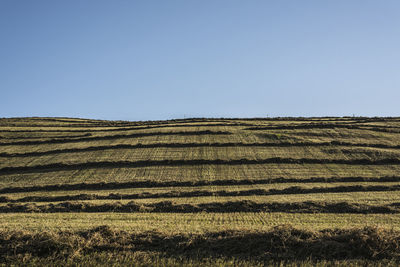 Scenic view of field against clear sky