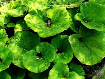 Full frame shot of leaves