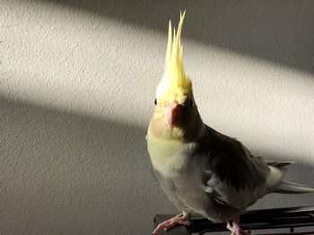 Close-up of bird perching on floor