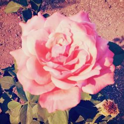 Close-up of pink rose blooming outdoors