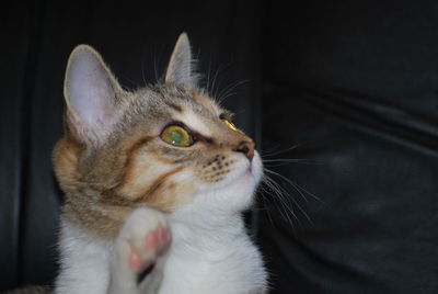 Close-up of cat looking away