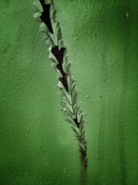 Close-up of green plants