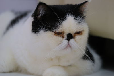 Close-up of cat at home