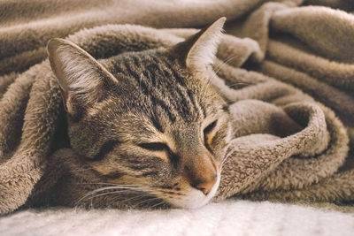 Close-up of cat sleeping on rug