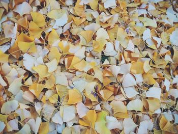 Full frame shot of autumn leaves