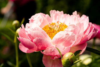 Close-up of pink rose