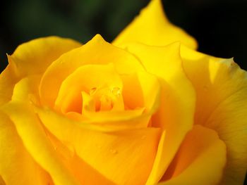 Close-up of yellow rose blooming outdoors