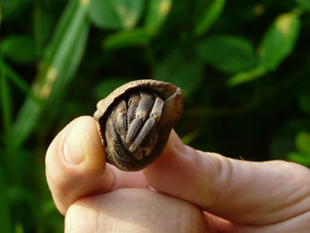 Cropped hand holding crab against plants