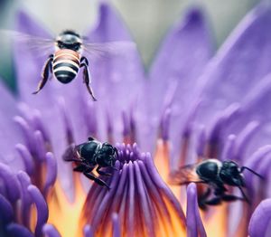 Close-up of bee on purple flower