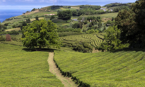 Scenic view of agricultural field against sky