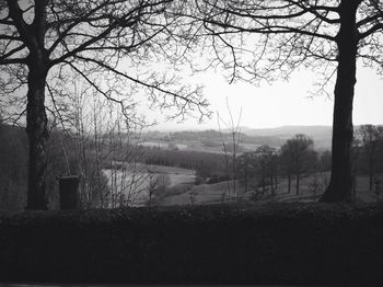 Bare trees by lake