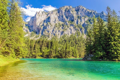 Scenic view of lake by trees in forest against sky