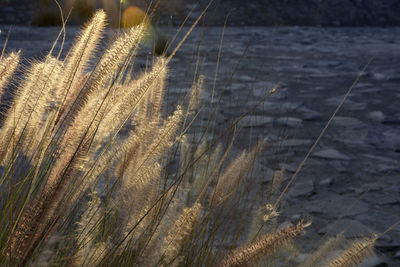 Close-up of reed growing on field