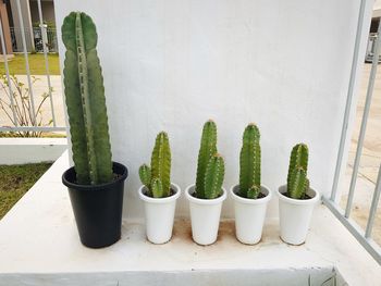 Potted plants on wall