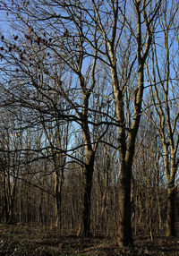 Bare trees on field in forest against sky