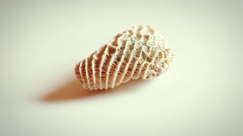 Close-up of coral over white background
