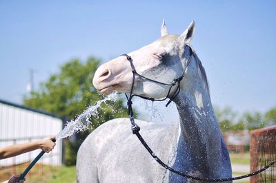 White horse being washed at farm