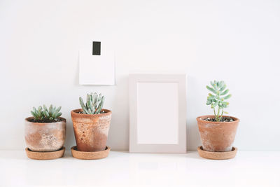 Close-up of potted plant on table against white background