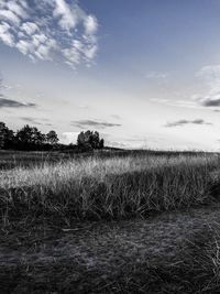 Scenic view of field against sky