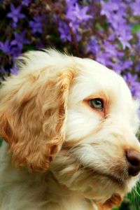 Close-up portrait of a dog