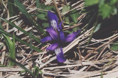 Close-up of purple flowers