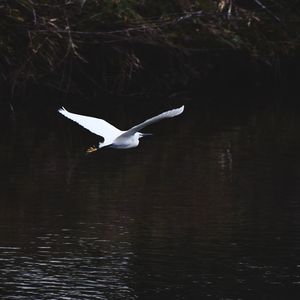 Bird flying over lake