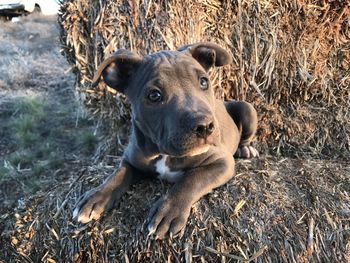 Portrait of dog lying on field