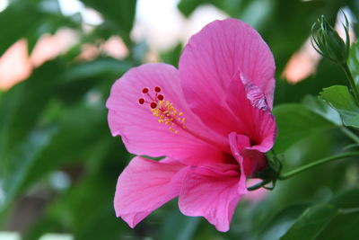 Close-up of pink flower blooming outdoors