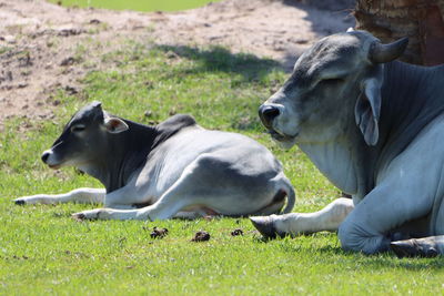 Brahman cattle laying down on field calf and adult