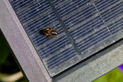 High angle view of bee on leaf