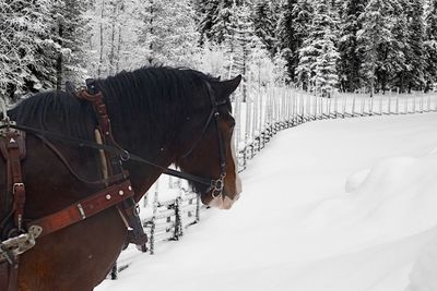 Horse cart in snow during winter