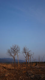 Bare tree on field against clear sky