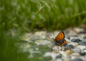 Close-up of butterfly on leaf