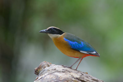 Close-up of bird perching on a tree