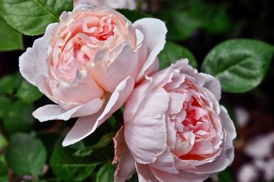 Close-up of pink rose