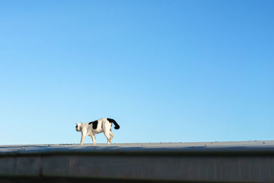 Low angle view of dog against blue sky