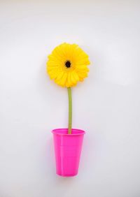 Close-up of yellow flower pot against white background