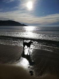 Dog standing on beach