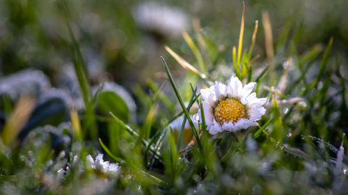 Close-up of white flower blooming outdoors