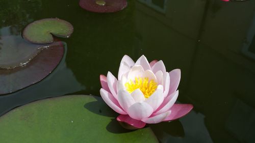 Close-up of lotus water lily in pond