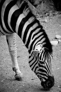 Close-up of a zebra