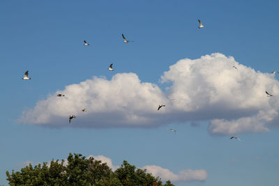 Low angle view of birds flying in sky