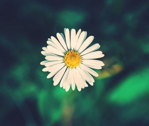 Close-up of white daisy