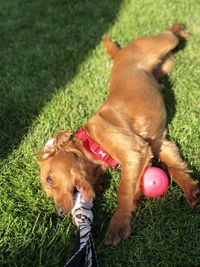 High angle view of dog with ball on grass