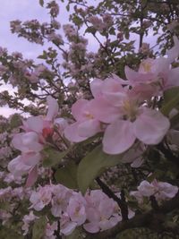 Close-up of pink cherry blossoms in spring