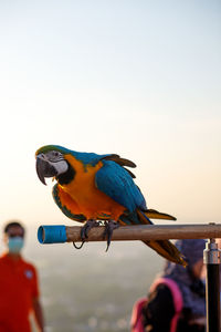 Bird perching on a hand against the sky