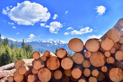 Stack of logs in forest